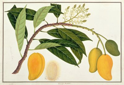 Mango Bodol, from Drawings of Plants from Malacca, c.1805-18 by Chinese School